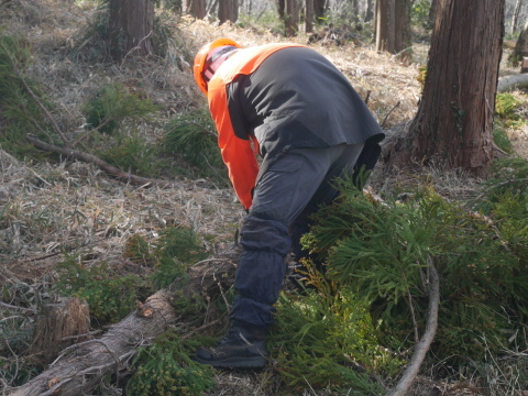 実生のクリ苗などの植樹準備整う2・25六国見山手入れ_c0014967_06342412.jpg