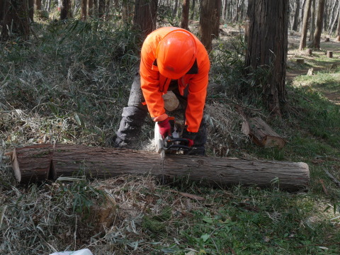 実生のクリ苗などの植樹準備整う2・25六国見山手入れ_c0014967_06343656.jpg