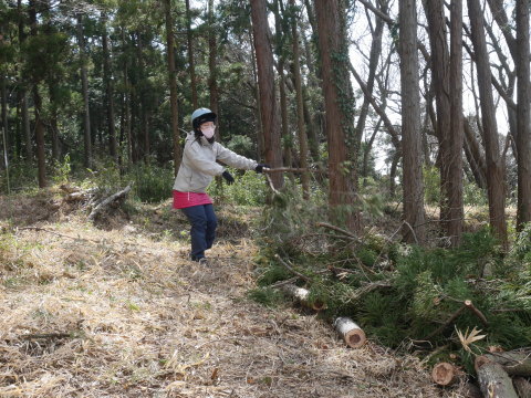 実生のクリ苗などの植樹準備整う2・25六国見山手入れ_c0014967_06351198.jpg