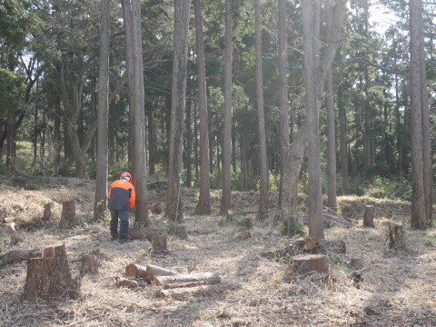 実生のクリ苗などの植樹準備整う2・25六国見山手入れ_c0014967_06372080.jpg