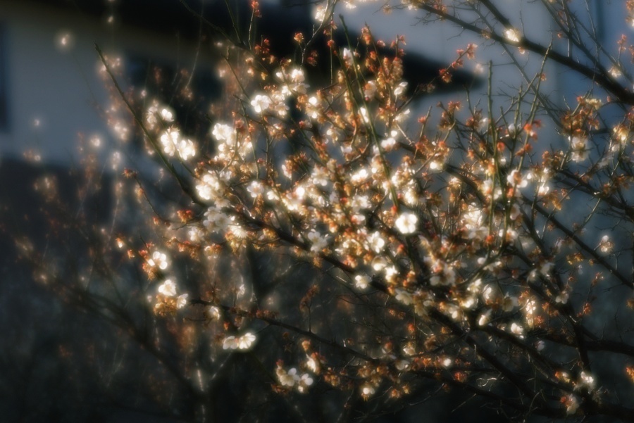日本割引 KIYOHARA SOFT VK50R 50㎜ F4.5 volpinifelippe.com.br
