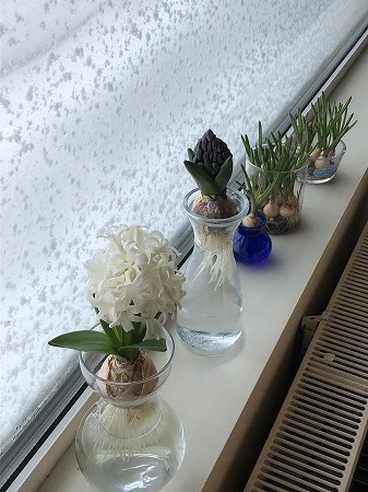 窓際族・・水栽培の花たち、その２　開花し始めました。_d0251572_23353576.jpg