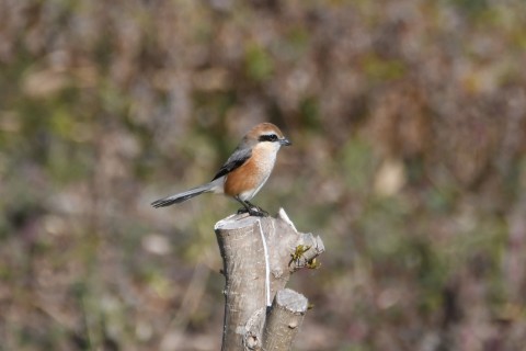 ★先週末の鳥類園(2020.2.20.2.23)_e0046474_14235998.jpg
