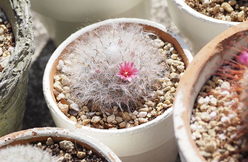 サボタン開花ひより 静かに過ごす部屋