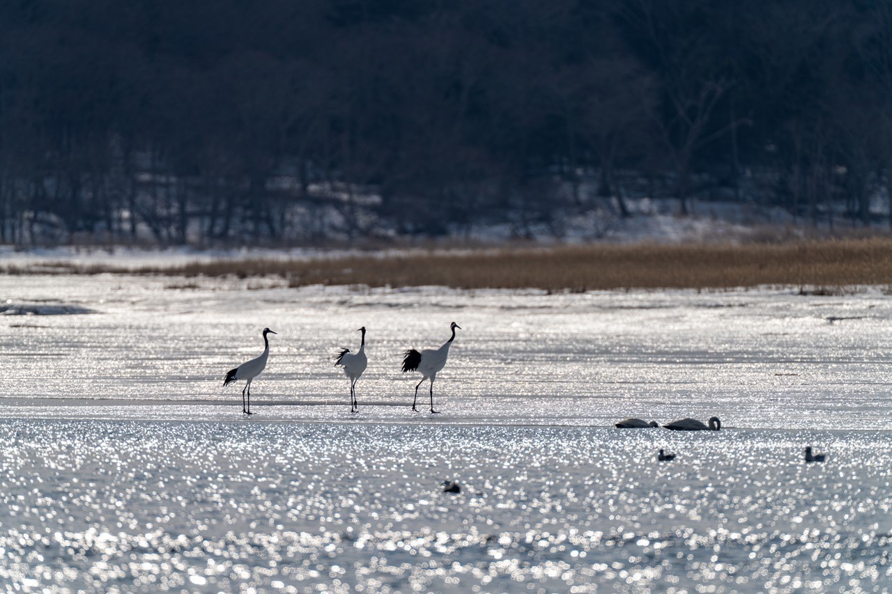 根室方面探鳥旅行_a0377386_16135788.jpg