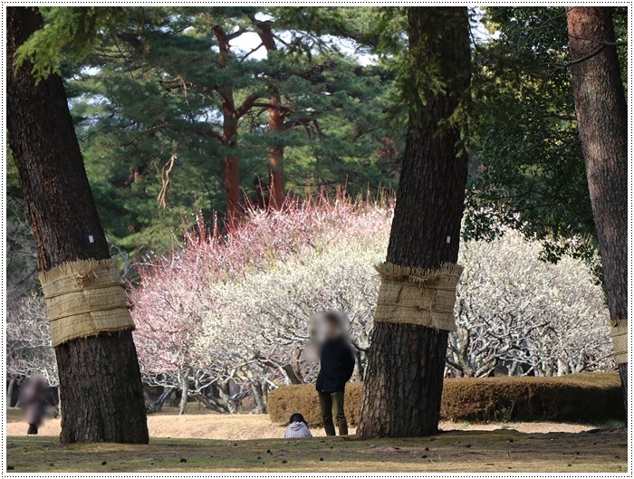 梅の花に誘われて、公園のはしご\(>∀<)/_b0175688_23365510.jpg
