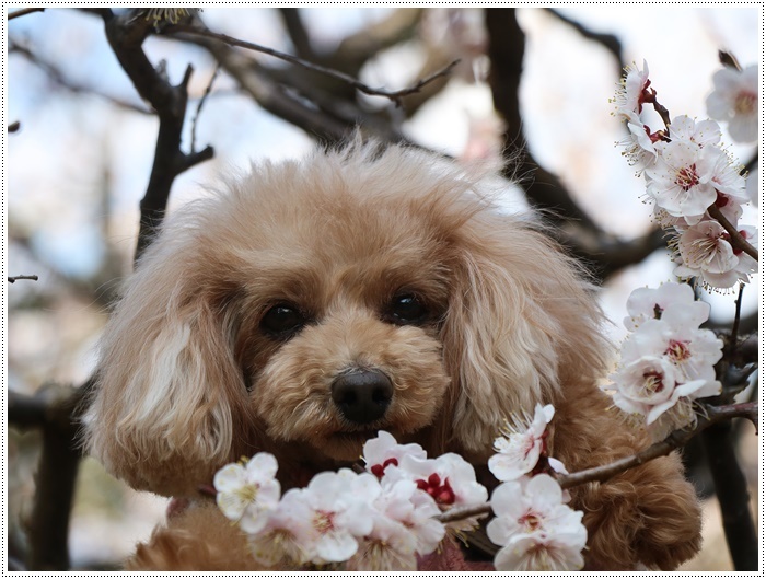 梅の花に誘われて、公園のはしご\(>∀<)/_b0175688_23370743.jpg
