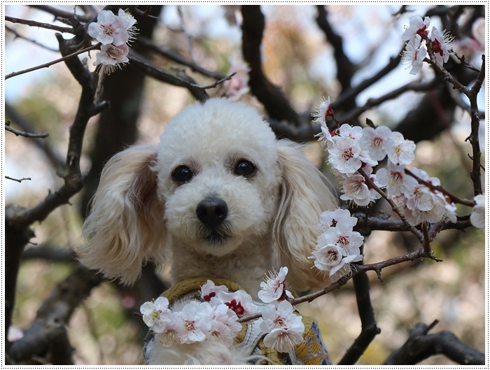 梅の花に誘われて、公園のはしご\(>∀<)/_b0175688_23372275.jpg