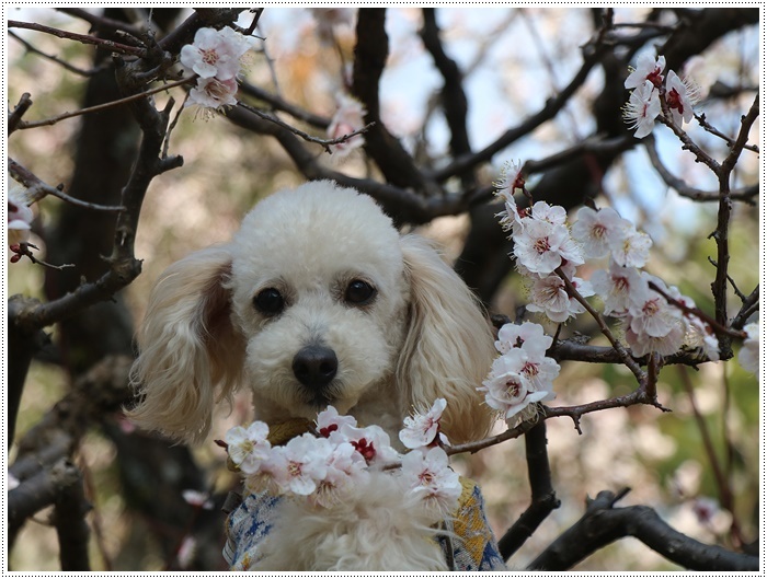 梅の花に誘われて、公園のはしご\(>∀<)/_b0175688_23373063.jpg