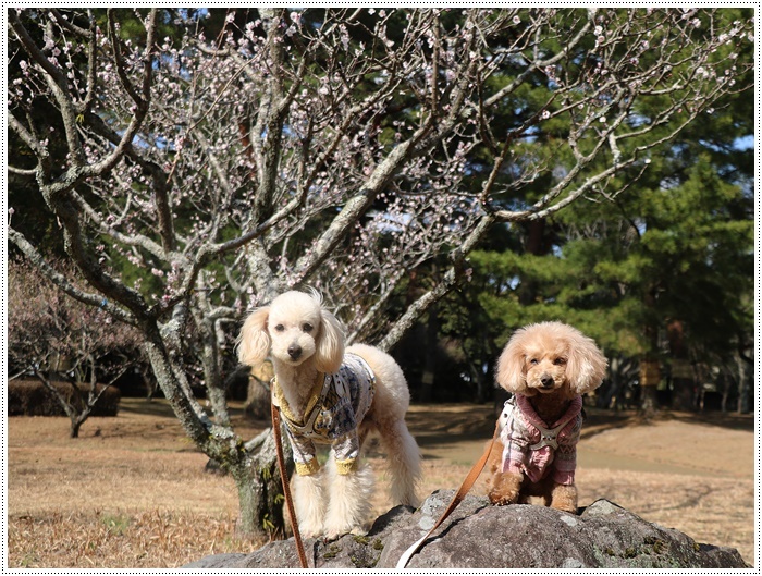 梅の花に誘われて、公園のはしご\(>∀<)/_b0175688_23411135.jpg