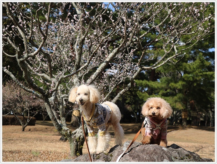 梅の花に誘われて、公園のはしご\(>∀<)/_b0175688_23411713.jpg