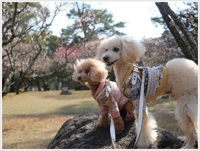 梅の花に誘われて、公園のはしご\(>∀<)/_b0175688_23412352.jpg