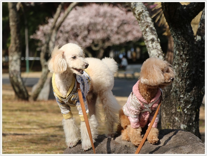 梅の花に誘われて、公園のはしご\(>∀<)/_b0175688_23413274.jpg
