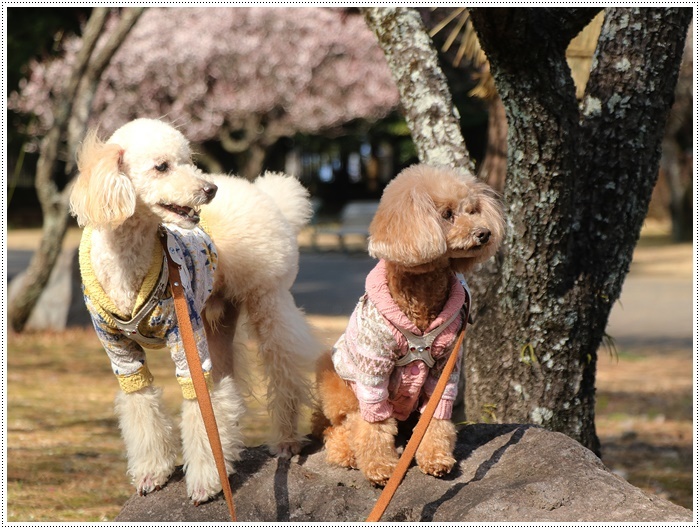 梅の花に誘われて、公園のはしご\(>∀<)/_b0175688_23413735.jpg