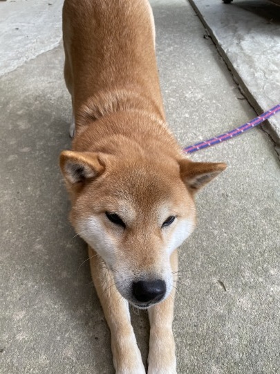 燻された、、?_b0229801_10444180.jpeg