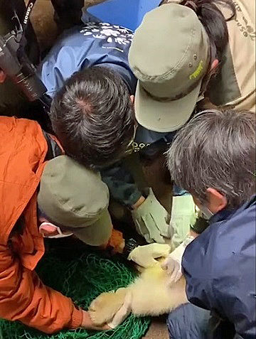 大阪・天王寺動物園で誕生の赤ちゃんは雌（メス）と判明 ～ 目視による性別判定とDNA検査による性別判定との微妙な関係_a0151913_14212448.jpg