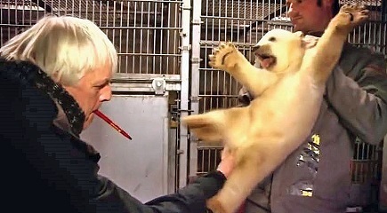 大阪・天王寺動物園で誕生の赤ちゃんは雌（メス）と判明 ～ 目視による性別判定とDNA検査による性別判定との微妙な関係_a0151913_16220563.jpg