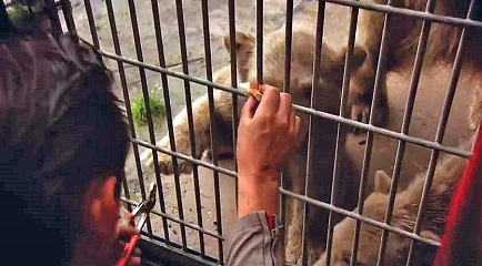 大阪・天王寺動物園で誕生の赤ちゃんは雌（メス）と判明 ～ 目視による性別判定とDNA検査による性別判定との微妙な関係_a0151913_16244469.jpg