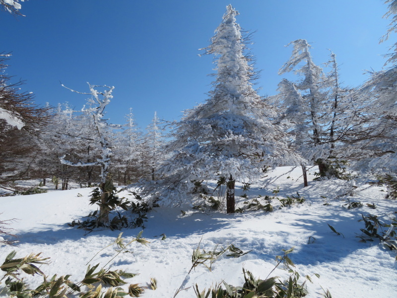 樹氷林を行く 南沢山 (1,564M) 横川山山頂目指す_d0170615_19132250.jpg