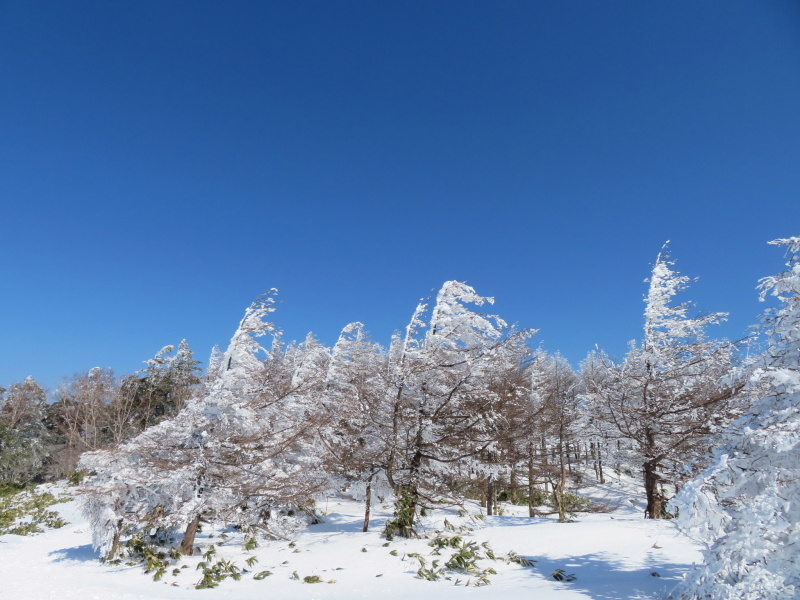 樹氷林を行く 南沢山 (1,564M) 横川山山頂目指す_d0170615_19133047.jpg