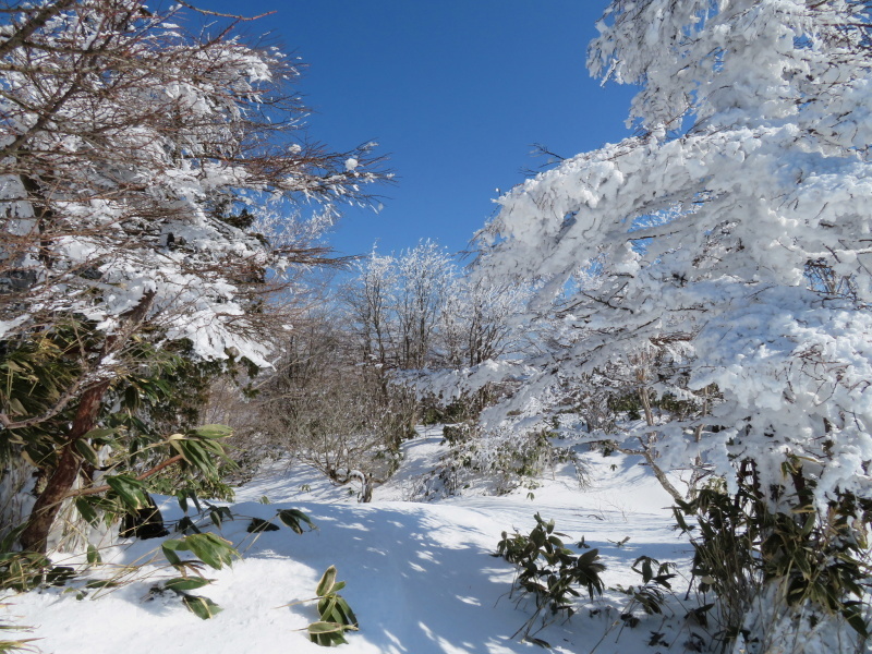 樹氷林を行く  南沢山 (1,564M)    横川山山頂目指す_d0170615_19134680.jpg