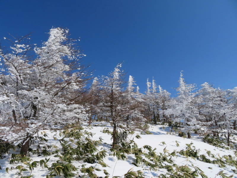 樹氷林を行く 南沢山 (1,564M) 横川山山頂目指す_d0170615_19140331.jpg