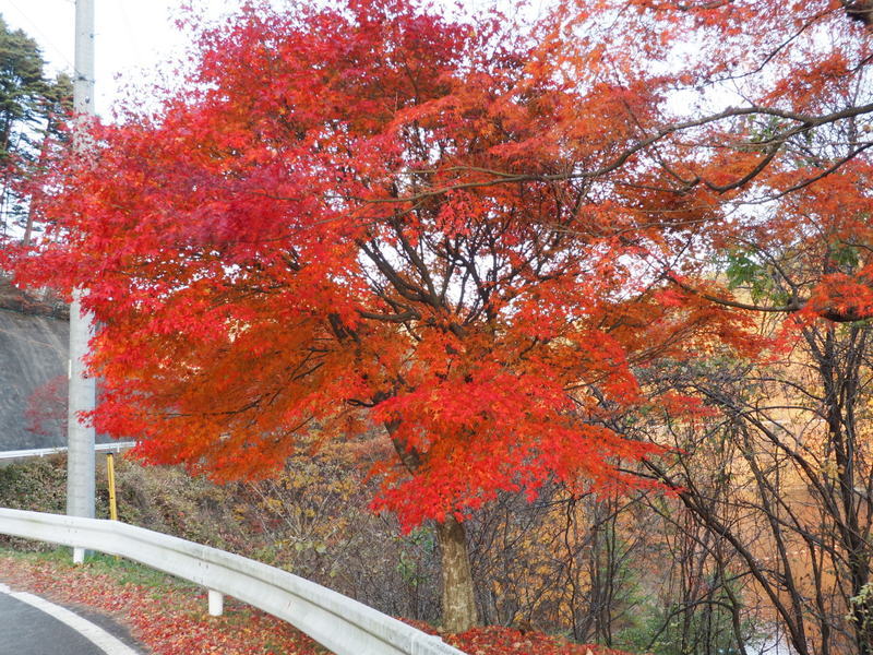 2020.11.12 もみじ湖の紅葉_a0225740_07335057.jpg