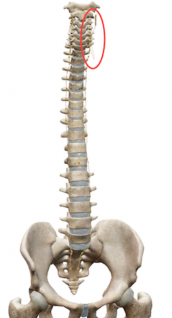股関節の不調には骨盤に加えて、自律神経も整えましょう 〜ある日の施術より〜_e0073240_07232515.jpg