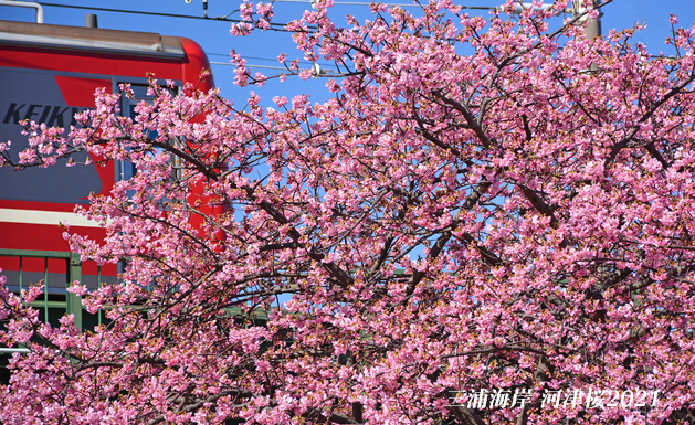 見頃のピークは過ぎた 『三浦海岸河津桜 2021』⑦_d0251161_08440963.jpg