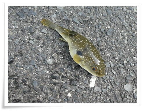 賞味期限の切れた 魚肉ソーセージ で ケ セラ セラ