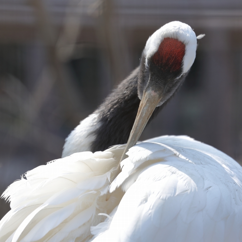 この鳥の名前は クイズ 本日は文末に お知らせがあります 旅プラスの日記