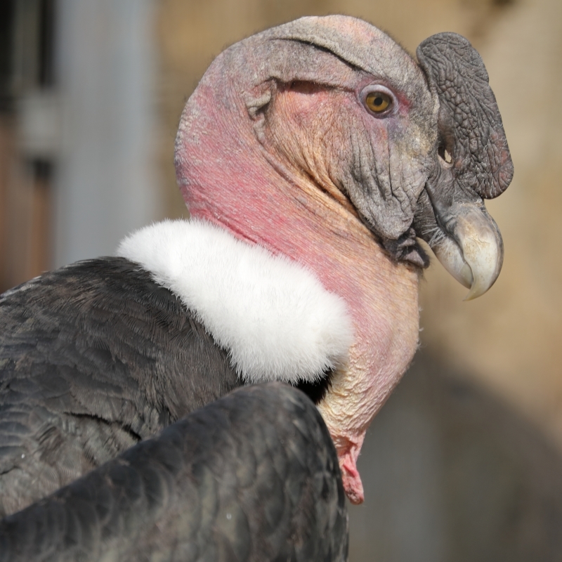 この鳥の名前は クイズ 本日は文末に お知らせがあります 旅プラスの日記