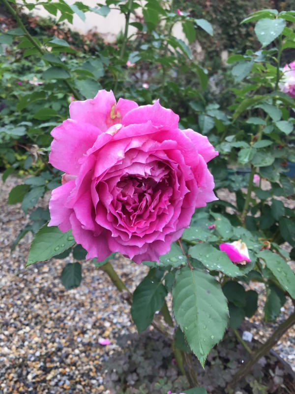 今更ながらシェエラザードの花・土替え・剪定の記録_c0404712_09511230.jpg