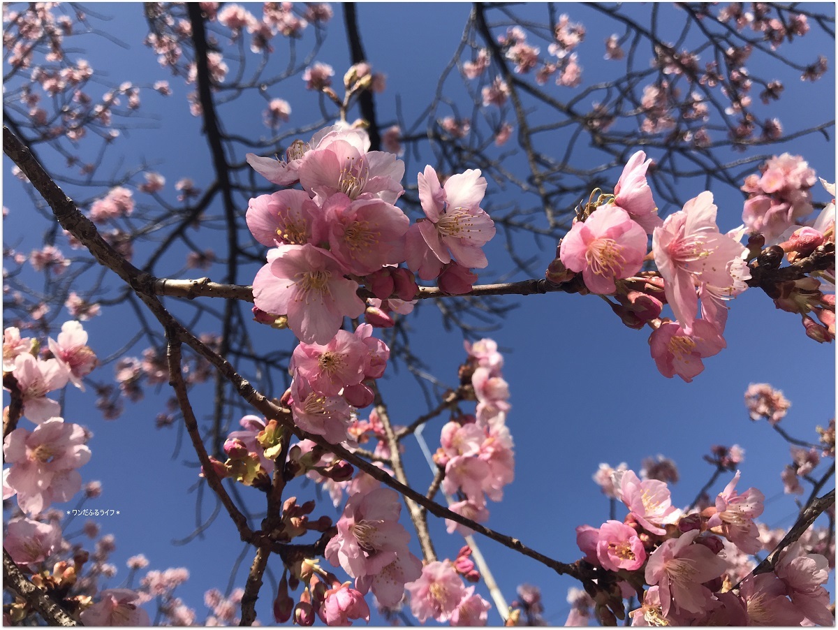 * 桜のトップバッター見頃 *_d0317115_20583527.jpg