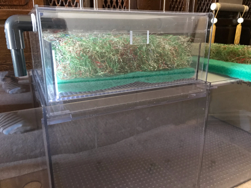 ぶどうの消毒とぷぅ工房 : こにおのぴよりうむ