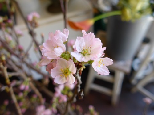 花修行~波やしさんの2021年桜のアレンジメント~_f0232060_11502561.jpg