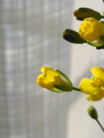 小松菜の花 まさかり半島日記