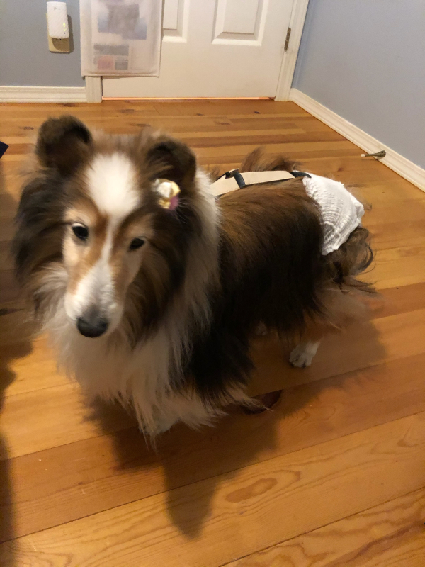 芋洗坂係長出現 Shelties