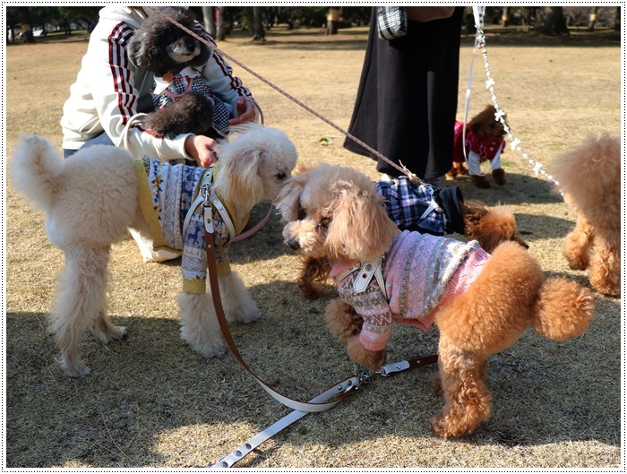 奇跡の7わんず、集合写真、バッチリ!!_b0175688_00420373.jpg