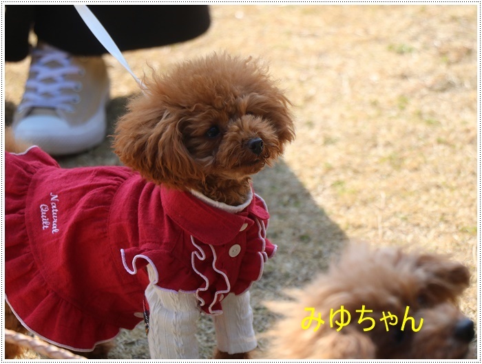 奇跡の7わんず、集合写真、バッチリ!!_b0175688_00470596.jpg