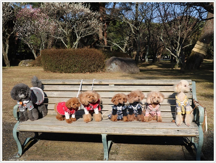奇跡の7わんず、集合写真、バッチリ!!_b0175688_00491317.jpg