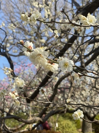 花柄の小紋に合わせる帯 : すみれ堂きものDiary