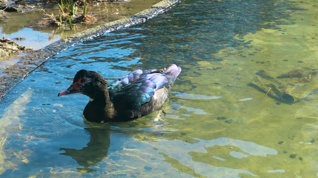 お散歩・・・新顔の水鳥の美しさにうっとり_f0039406_14393684.jpg