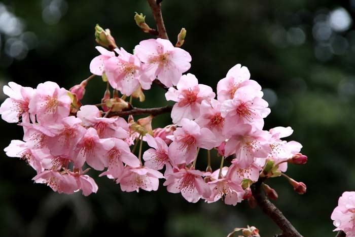 河津桜が盛りに 一条戻り橋_e0048413_20104244.jpg