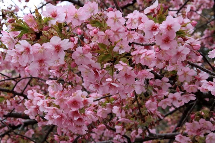 河津桜が盛りに 一条戻り橋_e0048413_20104739.jpg