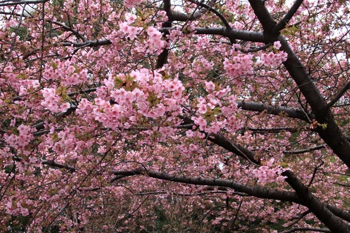 河津桜が盛りに 一条戻り橋_e0048413_20105508.jpg