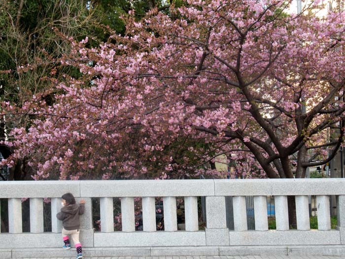 河津桜が盛りに 一条戻り橋_e0048413_20110149.jpg