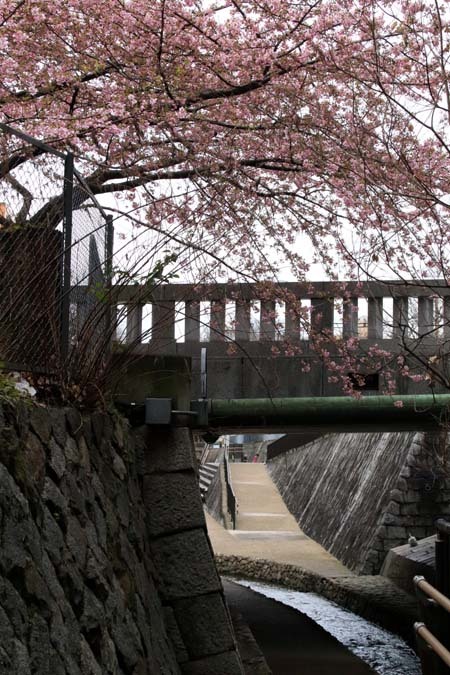河津桜が盛りに 一条戻り橋_e0048413_20110613.jpg