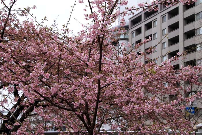 河津桜が盛りに 一条戻り橋_e0048413_20111118.jpg