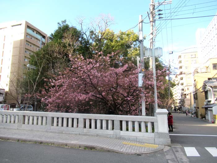 河津桜が盛りに 一条戻り橋_e0048413_20111614.jpg